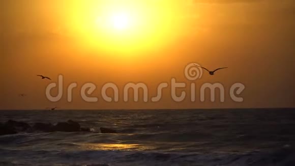 美丽的海上日落和海鸥飞过天空视频的预览图