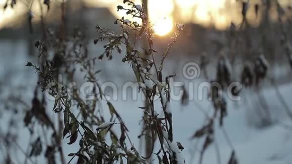 冬季阳光明媚的背景下干燥的植物慢速视频视频的预览图