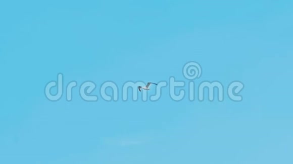 海鸥在蓝色多云的天空中飞翔视频的预览图