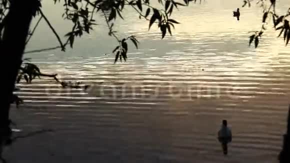 日落时分野鸭和海鸥在池塘里游泳视频的预览图