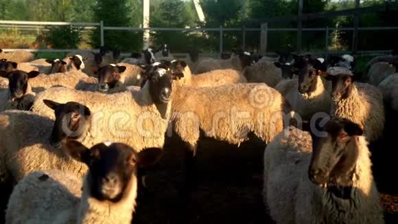一群羊和公羊站在牲畜场的围场上养殖牛视频的预览图