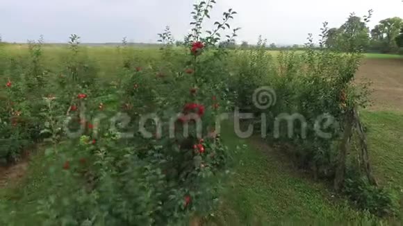 红果园多汁苹果鸟瞰视频的预览图