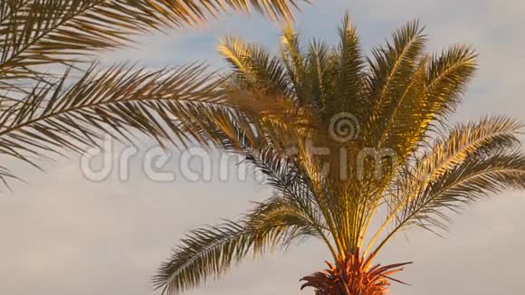 棕榈树的叶子被太阳升起的光线照亮视频的预览图