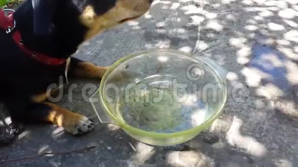 狗从女主人手里喝水视频的预览图