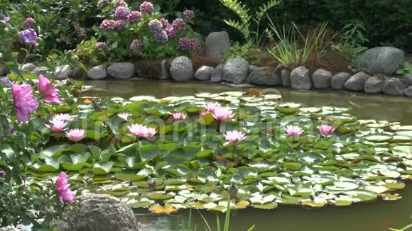 麻雀在花园的池塘里沐浴着睡莲视频的预览图
