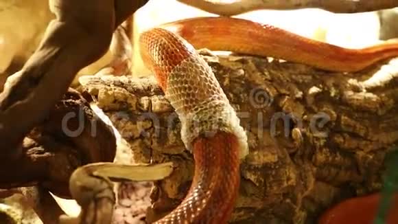 玉米蛇脱落皮肤视频的预览图