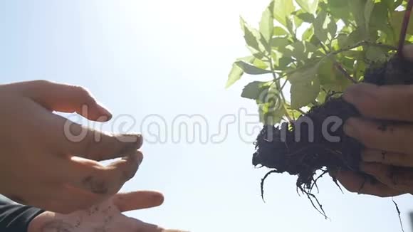 从老人手中取出植物的孩子的手视频的预览图