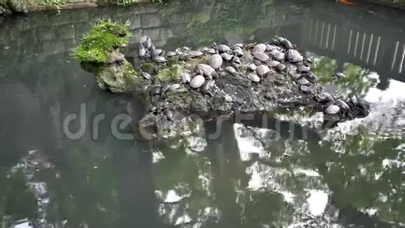 广射龟地皮鱼锦鲤和谐相处视频的预览图