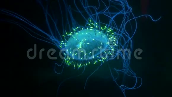 在黑暗的海洋中水母在4k的水下漂浮着令人难以置信的光芒视频的预览图