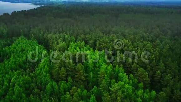 空中观景台飞过美丽的森林树木空中摄影机拍摄景观全景视频的预览图