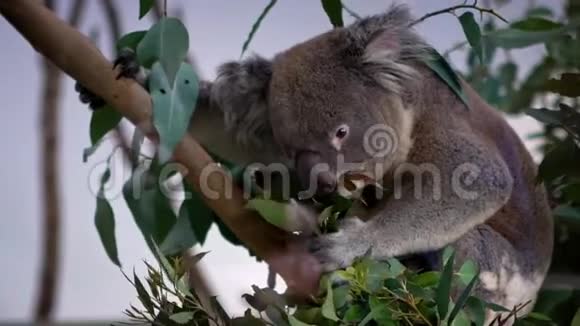 一只可爱的考拉在动物园的林地里吃着桉树的绿叶视频的预览图