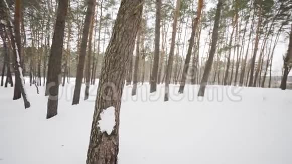 冬季森林降雪时镜头在白雪覆盖的树木之间移动视频的预览图