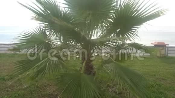 阳光明媚的棕榈树热带微风中的棕榈树视频的预览图