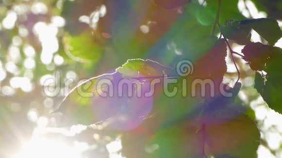 榛叶和太阳光的背景视频的预览图