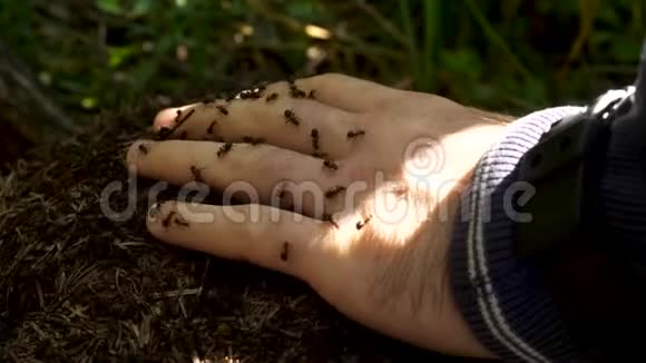 人类一群蚂蚁的手小蚂蚁在一个人手上爬行视频的预览图