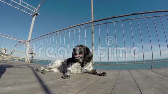 狗在海前休息视频的预览图