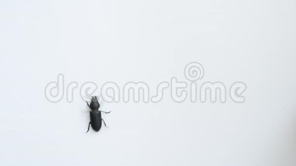 黑甲虫在白色背景上爬行视频的预览图