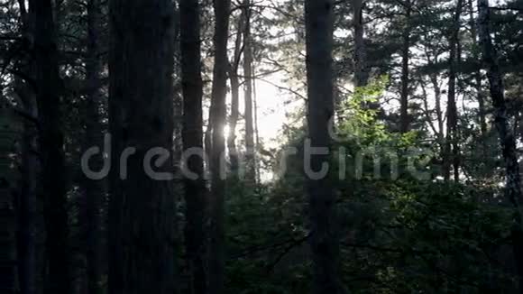 太阳穿过树林视频的预览图