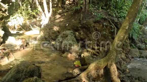 热带森林的瀑布和水流视频的预览图