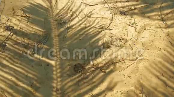 沙滩上的棕榈叶剪影夏日炎炎视频的预览图