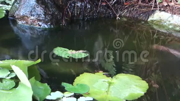 一种罗非鱼在加勒比海的水草中游动视频的预览图