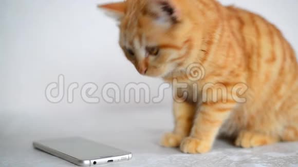 姜小猫玩手机视频的预览图