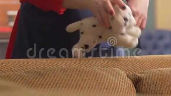 女服泰迪狗特写玩具泰迪犬带婴儿服装的小狗洗干净的小婴儿衣物视频的预览图