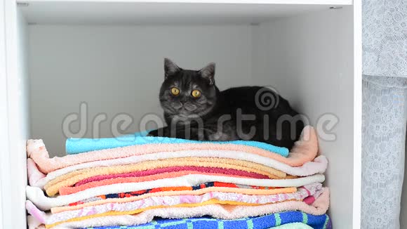 灰色的英国猫躺在衣橱里干净的毛巾上视频的预览图
