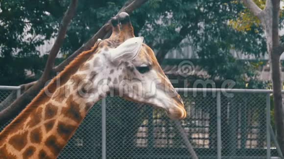 动物园里的长颈鹿的头在围栏周围徘徊动作缓慢泰国帕塔亚视频的预览图
