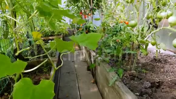 温室里一排绿色植物视频的预览图
