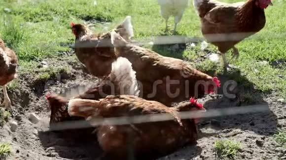 鸡在农家院子里挖地养鸡业家禽养殖视频的预览图