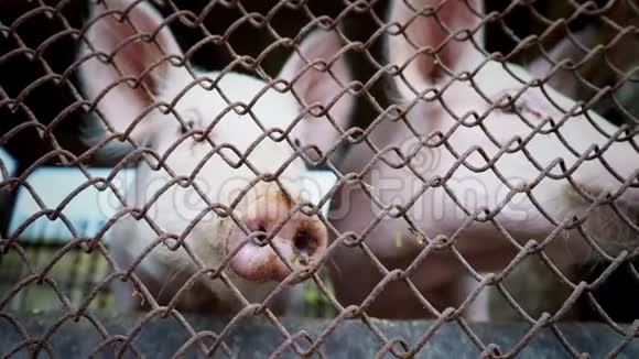 两只小白猪窝在猪舍里小猪窝在金属网后面养猪场视频的预览图