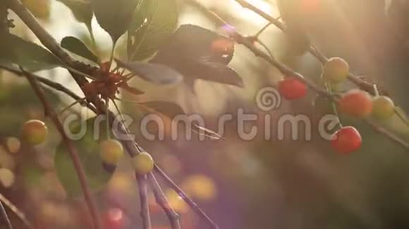日落时花园里的樱桃浆果视频的预览图