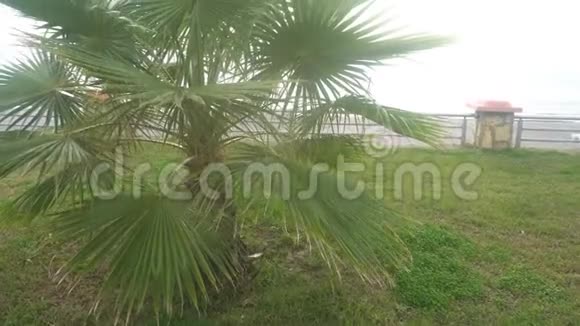 阳光明媚的棕榈树热带微风中的棕榈树视频的预览图