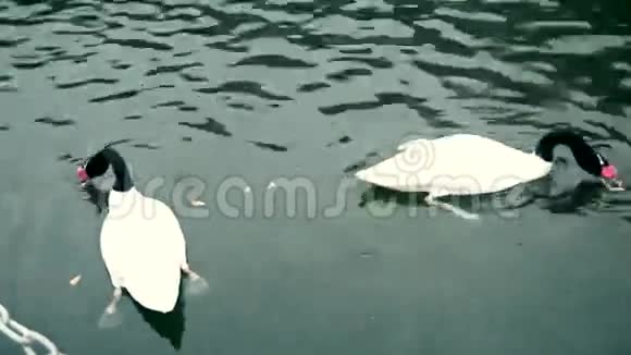 池塘里有两只黑天鹅视频的预览图