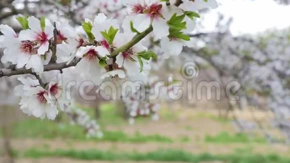 花园里有盛开的苹果树视频的预览图
