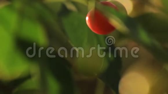 日落时花园里的樱桃浆果视频的预览图