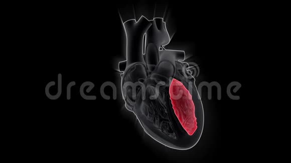 人体心脏左心室的功能视频的预览图