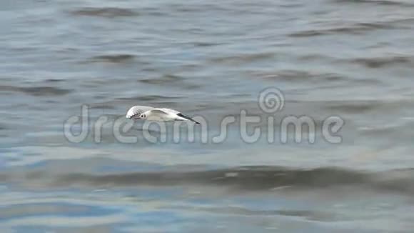 在海鸥河上翱翔视频的预览图
