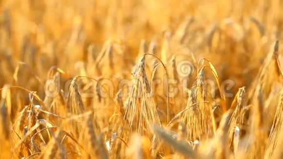 黄金小麦生长视频的预览图