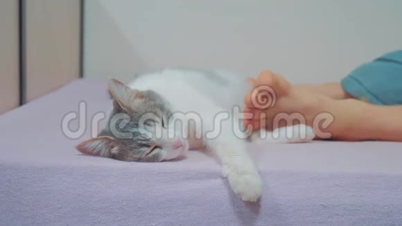 猫在主人的脚边睡觉老人的猫和腿睡在床上的生活方式搞笑视频猫视频的预览图