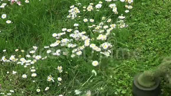 剪园草英文雏菊花用草坪机修剪慢动作视频的预览图