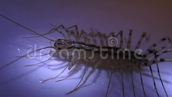 房子蜈蚣清理它的第一条腿视频的预览图