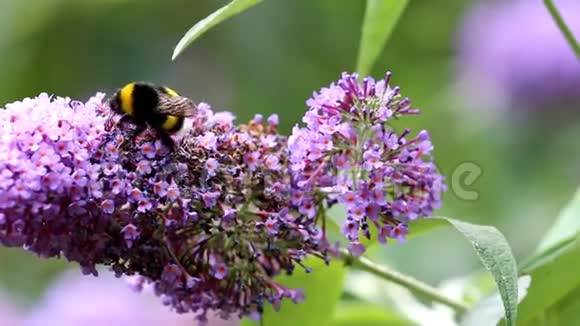 巴格利亚花中的花粉聚集土大黄蜂视频的预览图