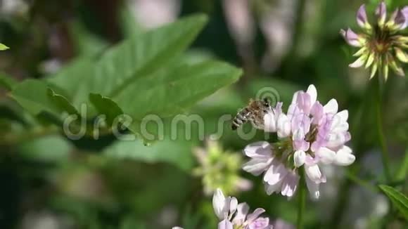 蜜蜂飞过一朵花苜蓿视频的预览图