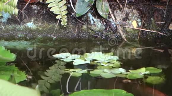 大罗非鱼在贝尔蒙特别墅的睡莲下游泳视频的预览图
