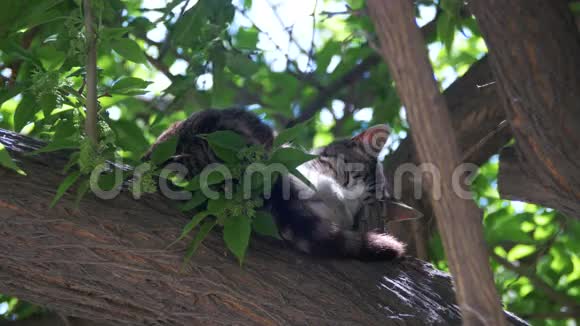 夏天睡在绿树上的无家可归灰猫视频的预览图