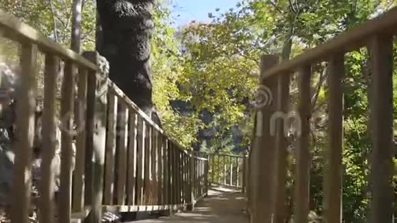 在阳光明媚的天气下漫步在自动森林视频的预览图