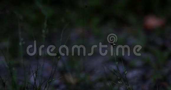 一只萤火虫坐在草叶上然后飞走了视频的预览图
