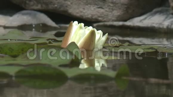 池塘里的白睡莲视频的预览图